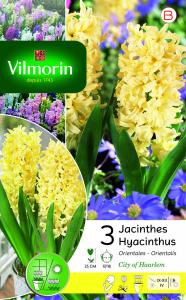 Jacinthe City Of Haarlem (x3)